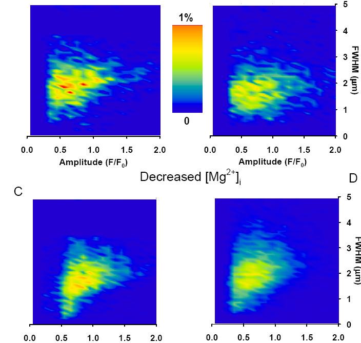 V. Eredmények Kontroll Emelt [Mg 2+ ] i 50 µm TPEN (a) (b) (c) Amplitúdó (F/F 0 ) Alacsony [Mg 2+ ] i Amplitúdó (F/F 0 ) (d) FWHM (µm) FWHM (µm) ffff ffff ff ffff ffff ff Amplitúdó (F/F 0 ) Amplitúdó