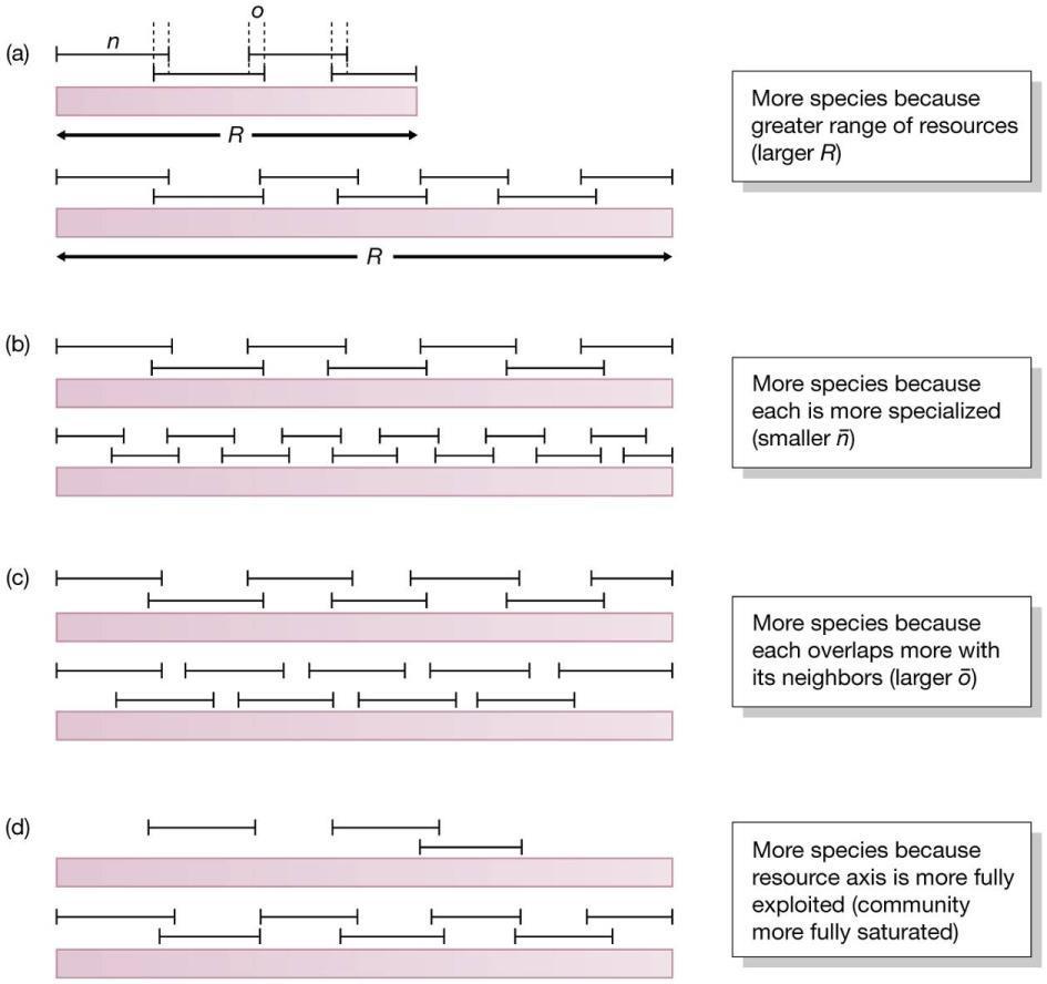 Helyi életközösségek - Több faj él együtt, mert a források (R) szélesebb választéka több niche befogadására alkalmas; a fajok specializáltak, így niche szélességük kisebb; a