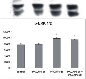 PACAP hatásai choriocarcinoma sejtek jelátviteli útvonalaira A.