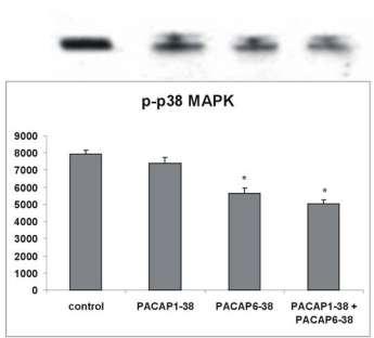 p38 MAPK A p38 MAPK aktivációja esetében az ERK1/2-el ellentétes eredményeket kaptunk.