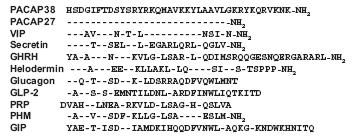 1. ábra A szekretin/glukagon/vazoaktív intesztinális peptidcsaládba tartozó peptidek aminosav szekvenciái (Vaudry et al., 2009) A PACAP előfordulása a szervezetben A.