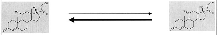 11β-HSD1 Kortizol Enzimkinetika - In vitro kétirányú, in vivo elsısorban reduktáz - kicsi szubsztrát aktivitás Kortizon -Magas koncentráció Molekuláris biológia - májban, tüdıben, ivarmirigyekben,