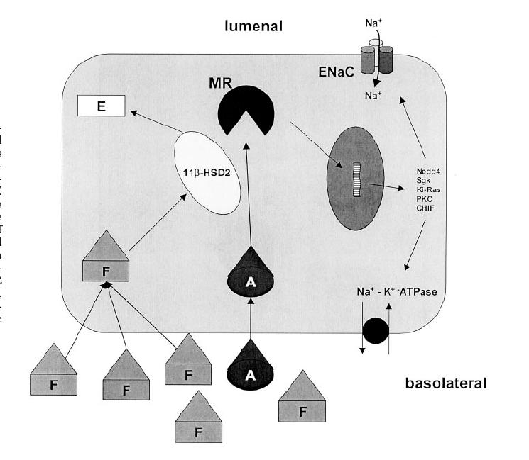 A kortisol (C) és aldosteron (A) közötti versengés a mineralokortikoid receptorért (MR) * Hypertension and the Cortisol-Cortisone Shuttle QUINKLER