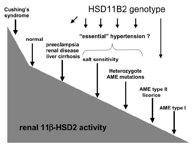 Hypertension and the Cortisol-Cortisone Shuttle MARCUS QUINKLER AND PAUL M.