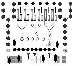 Protein Foszfát Mycol sav Glikolipidek Arabinogalaktán Lipoarabinomannán Peptidoglikán Glikozilfoszfoprenol 1.