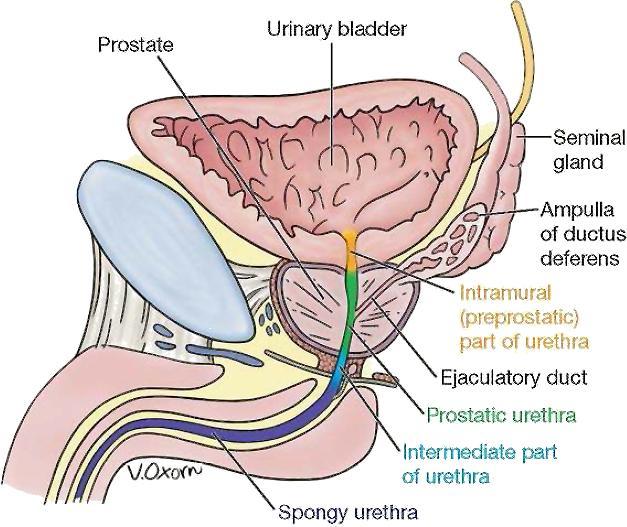 A húgyhh gyhólyag, prostata, vesicula