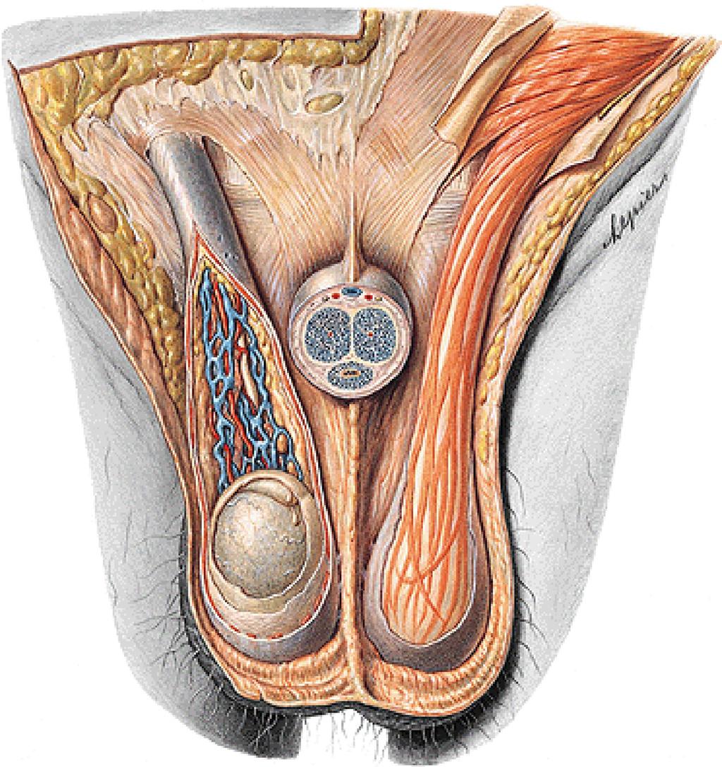 M. obliquus externus abd. M. obliquus internus abd. Lig.