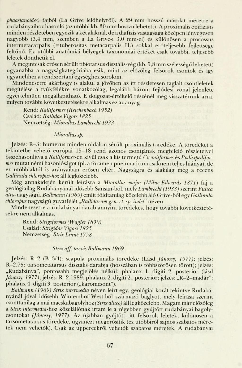 phaasianoides) fajból (La Grive lelőhelyről). A 29 mm hosszú másolat méretre a rudabányaihoz hasonló (az utóbbi kb. 30 mm hosszú lehetett).