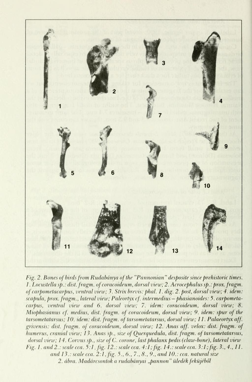 m 10 Fig. 2. Bones of birds from Rudabánya ofthe "Pannonian"desposite since prehistoric limes. 1. Locustella sp.: dist. fragm. of coracoideum, dorsal view; 2. Acrocephalus sp.: prox.