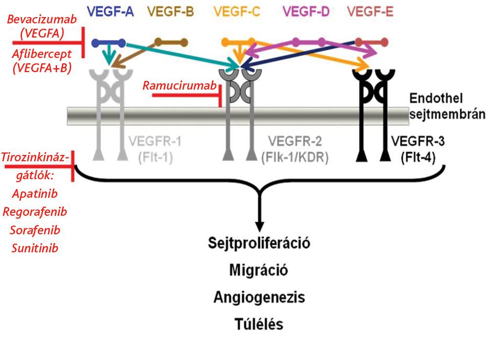 A gyógyszer és hatásmechanizmusa A ramucirumab egy humanizált immunoglobulin-g-1 alcsoportba tartozó monoklonális antitest, amely a VEGF-receptor-2-höz (VEGFR-2) kötődve gátolja a receptoraktivációt