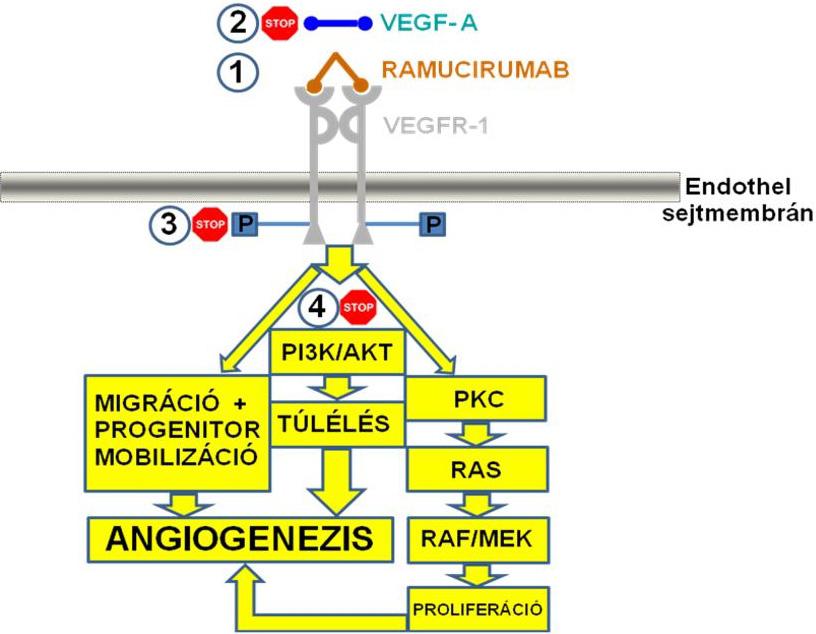 Jelenlegi tudásunk szerint ebben a VEGF-rendszer alapvető szerepet játszik.