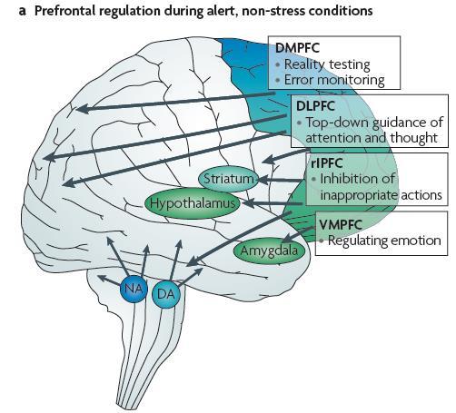 Az agyi szabályozás megváltozása stressz szituációban prefrontális kéreg fentől le (top-down) szabályozás Normál, nem-stresszes állapot a prefrontális kéreg