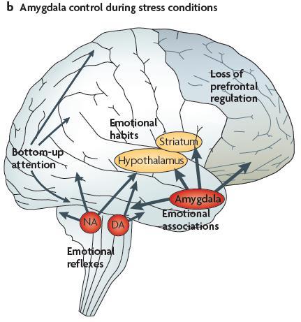 képességeket tartós stressz: számos idegi kapcsolat leépül a PFC-ben lentről fel (bottomup) szabályozás Pszichogén stressz állapota amigdala aktiválja a