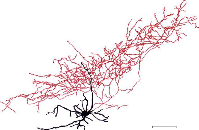patkány hippocampus CA1 régió axon s.r. s.p. dendrit s.
