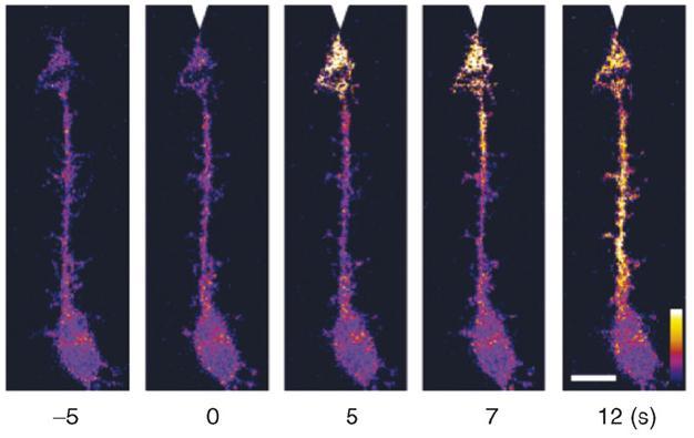 Slit 1-3 Repulzív, sejt-polaritás, attraktív (Ypsilanti,Development 2010) Neuropilin Eph (Trk) receptors Semaphorin Ephrin repulzív/attraktív Chen et al.