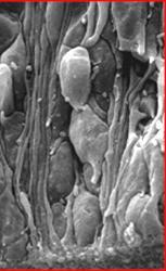 Pia - ECM 17 napos human Radiális neuroepithel