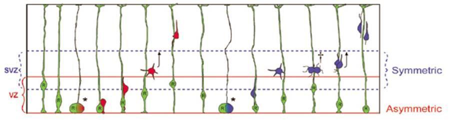 Oligodendroglia Vetítő neuron Kis