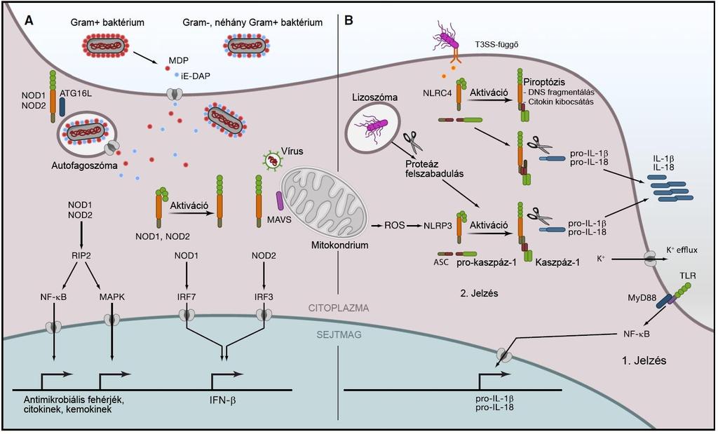 2. ábra: Az NLR receptorok mikrobiális ágensek általi aktivációja.