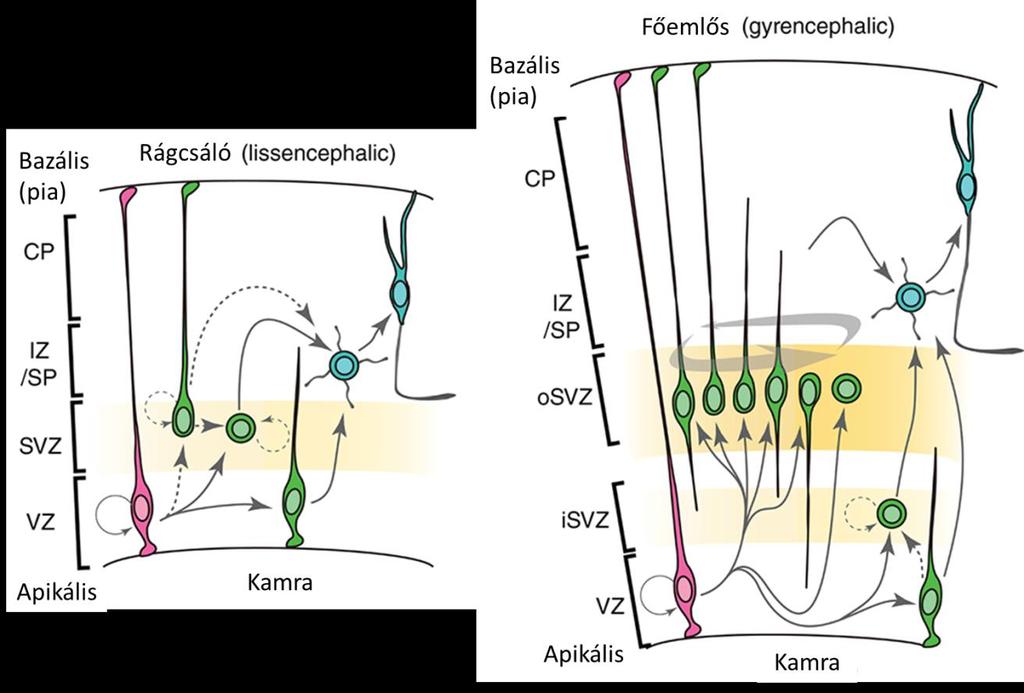 2. ábra: Agykéreg képződés rágcsálóban (bal kép) és főemlősben (jobb kép) ([17] nyomán) Az agykéreg fejlődése során megfigyelhetők szövet szerkezeti (citoarchitektúra) különbségek.