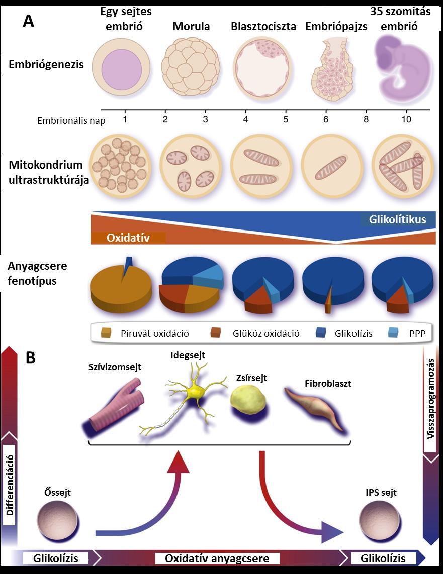 3. ábra: Az anyagcsere a fejlődés során ([41] nyomán) (A) A mitokondrium nagy változásokon megy keresztül az embrionális fejlődés során (felső ábra).