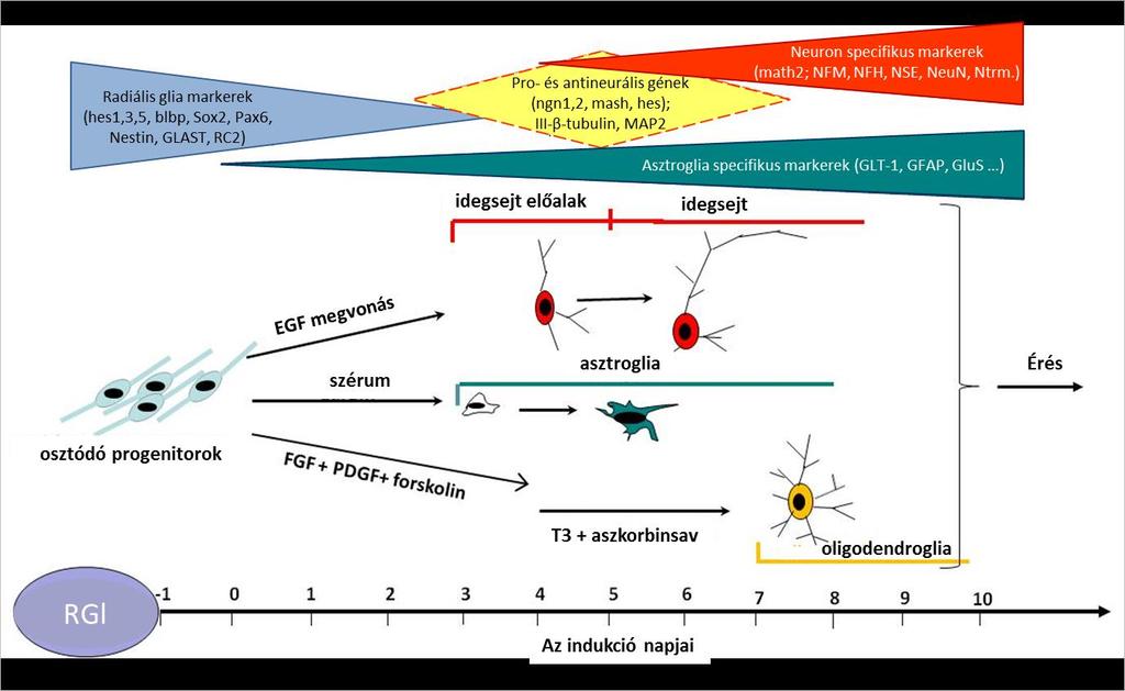 7. ábra: Radiális glia jellegű sejtek neurális fejlődésének lépései ([3] nyomán) A radiális glia jellegű őssejtek EGF megvonás hatására idegsejtté differenciálódnak.