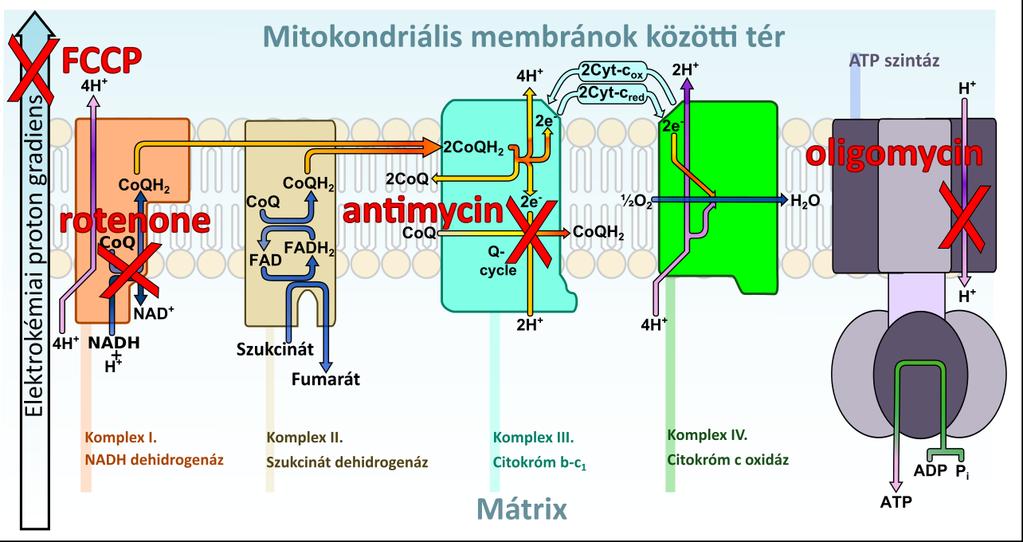 8. ábra: A mitokondriális blokkolok hatása (https://commons.wikimedia.org/wiki/file%3aelectron_transport_chain.