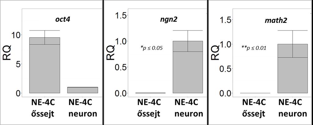 Eredmények Anyagcsere sajátságok változása az NE-4C embrionális idegi őssejtek neuron képzése során Ahhoz, hogy összehasonlíthassuk az idegi őssejtek és a belőlük differenciált neuronok