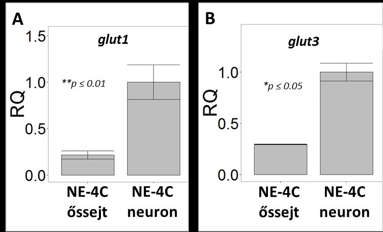 16. ábra: A glikolítikus kapacitás, átlag±sem (n 23) Az NE-4C neuronokban glükóz adására mérhető kisebb mértékű oxigénfogyasztás visszaesés és savasodás növekedés felveti azt a kérdést, hogy vajon a