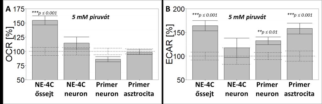 19. ábra: Piruvát hozzáadás hatása (A) Oxigénfogyasztás változás és a (B) külső környezet savasodása a tenyészetekben az alap éhezéshez (100%) képest, átlag±sem (n 23) Miközben az NE-4C őssejtek