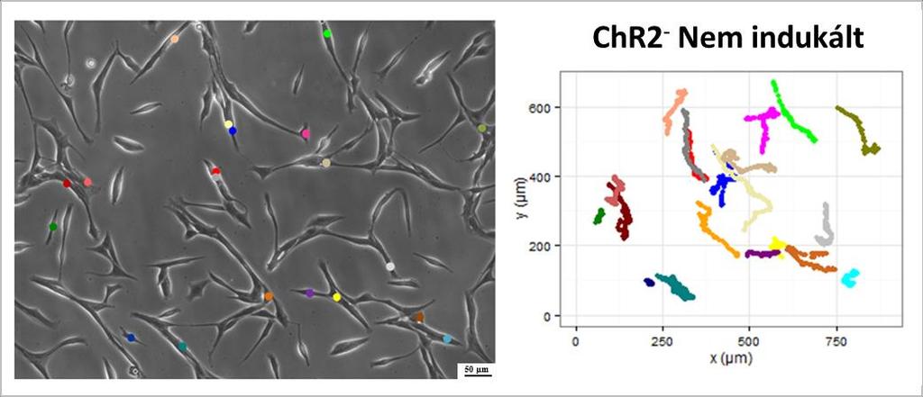 Az ioneloszlás változásának hatása radiális glia jellegű sejtek mozgására Miután Kőhidi Tímea izolálta és jellemezte a B6;129S-Gt(ROSA)26Sor tm32(cag-cop4*h134r/eyfp)hze /J egér magzatokból (E 17,5)