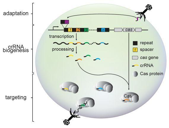 CRISPR/Cas9 rendszer Baktériumok