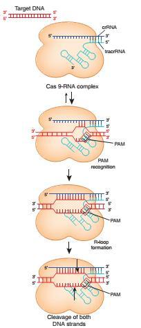 CRISPR/Cas9