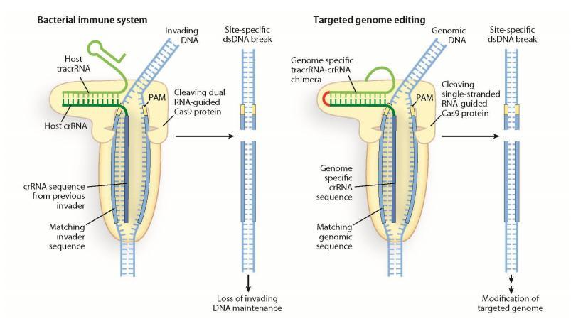 CRISPR/Cas9