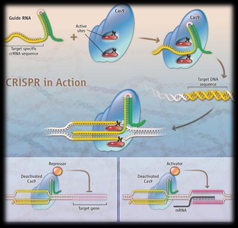 CRISPR/Cas9 rendszer 1. guiderns tervezés http://crispr.mit.edu/ http://crispr.mit.edu/guides/885 437766687252 https://www.dna20.