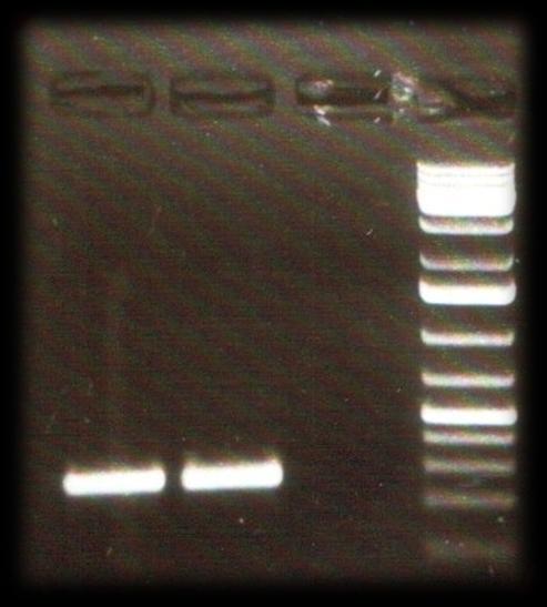 Munkamenet 2 PCR Gélelektroforézis Fragment-izolálás gélből A PCR termék Prot.