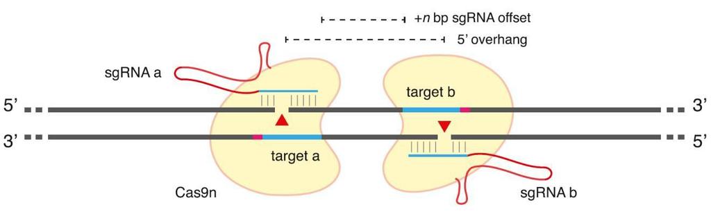 Cas9