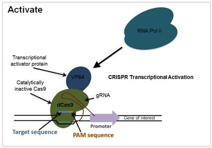 CRISPR/Cas9