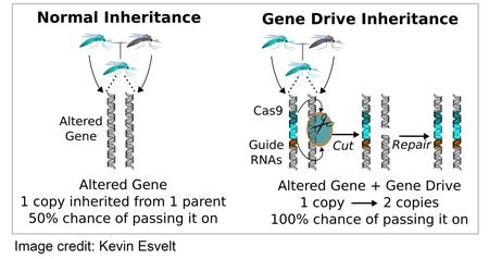 Gene drive- beépített CRISPR rendszer, minden utód genetikailag módosított