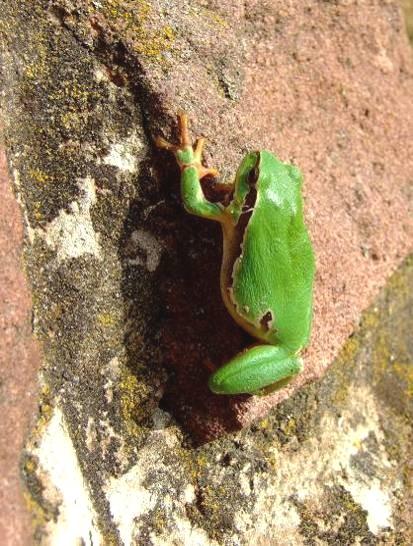 111 leveli béka Hyla arborea nagy tűzlepke Lycaena dispar A nappali lepkék közül általánosan elterjed faj a sakktáblalepke, de a Hanyi-ér mentén előfordul a Vörös Könyvben szereplő farkasalmalepke is.