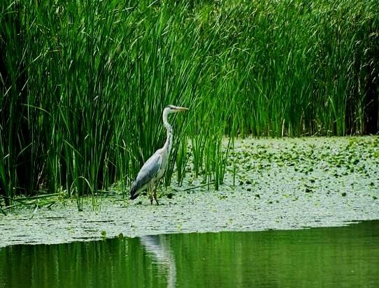 113 szürke gém Ardea cinerea tündérfátyol Nymphoides peltata Találkozni lehet szárcsával, tőkés récével, vízityúkkal, de feltűnőbbek a nagyobb testű gémfélék, mint a