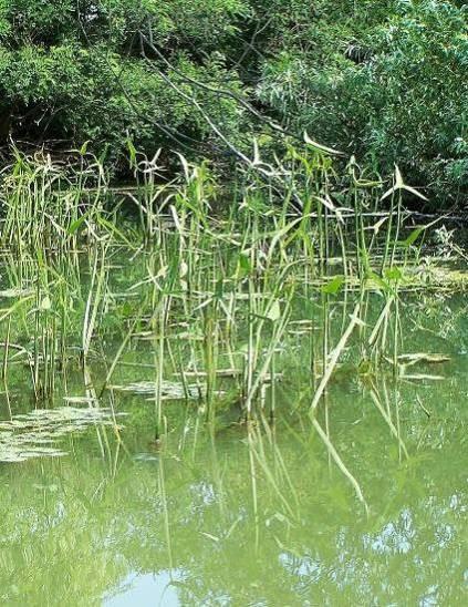 117 nyílfű Sagittaria sagittifolia sárga nőszirom Iris pseudacorus A Tisza-tó állatvilága A duzzasztás következtében a korábbi folyóvízi halfauna jelentősen