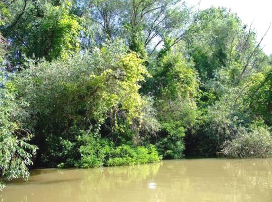 A terület két holtágat is magába foglal, a szikrait és a tiszaalpárit, melyeket értékes ártéri erdőtársulások öveznek.