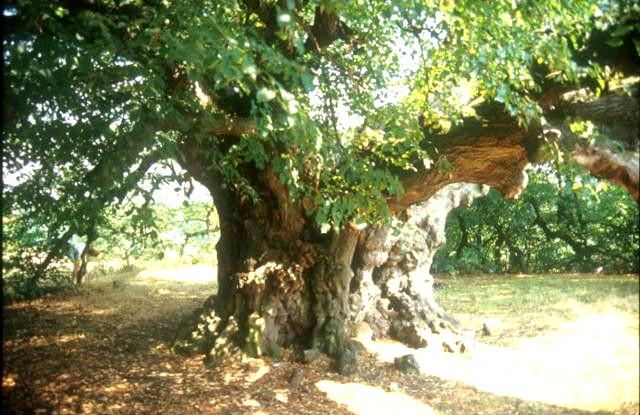 128 Az arborétum a Tisza-gát mentén fekszik. A talajvíz a növények számára könnyen elérhető és kedvező a nyári félévi hőösszeg is.