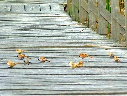 , pettyes vízicsibe 5-15 pár, fattyúszerkők Chlidonias hybridus barkós cinegék Panurus biarmicus réti cankó 5-1 pd.