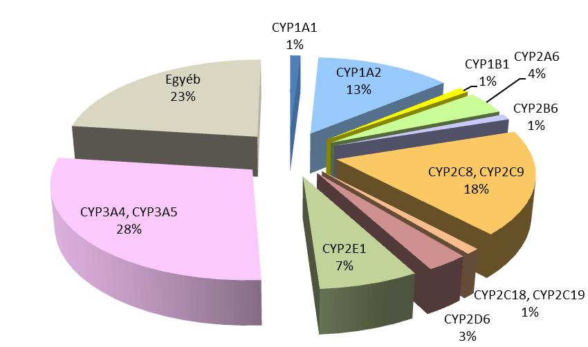 3. ábra: Az egyes P450 izoenzimek relatív százalékos megoszlása a humán