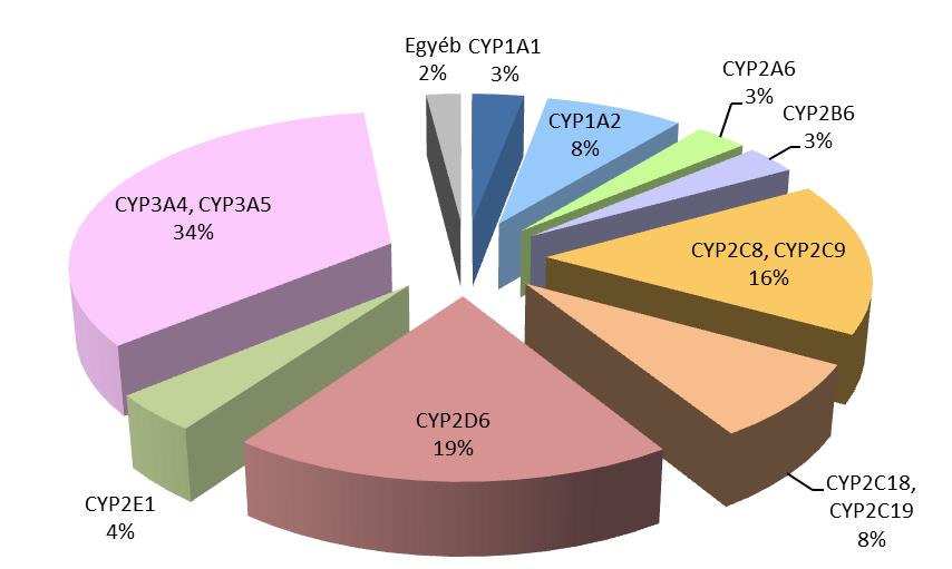 ábra: A humán P450 enzimek relatív részvétele az eddig vizsgált