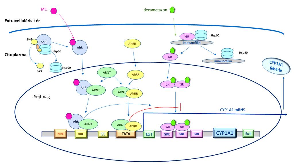 8. ábra: A CYP1A1 és CYP1A2 transzkripciomális szabályozási útvonalainak áttekintése AhR: aromás szénhidrogénreceptor; AhRR: AhR represszor; ARNT: AhR nukleáris transzlokátor, Ex I: 1-es exon, Ex II: