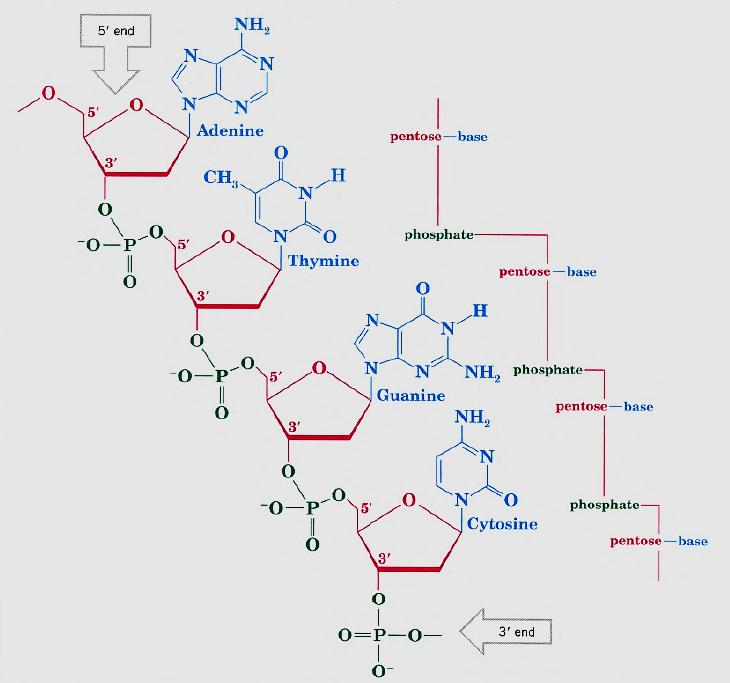 A segment of one DA chain showing how phosphate ester groups link the 3'- and 5'- groups of deoxyribose units.