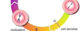 G2: felkészülés a mitózisra M:mitózis ciklus kezdete G1: a sejt növekszik Legnagyobb sugárérzékenység: M és G2 fázis Legkisebb sugárérzékenység: S fázis S: DNS replikáció ió 2.