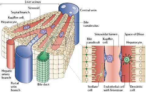 interlobularis v. centralis Heringcsatorna v.